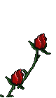 rose_sol.gif (1169 bytes)